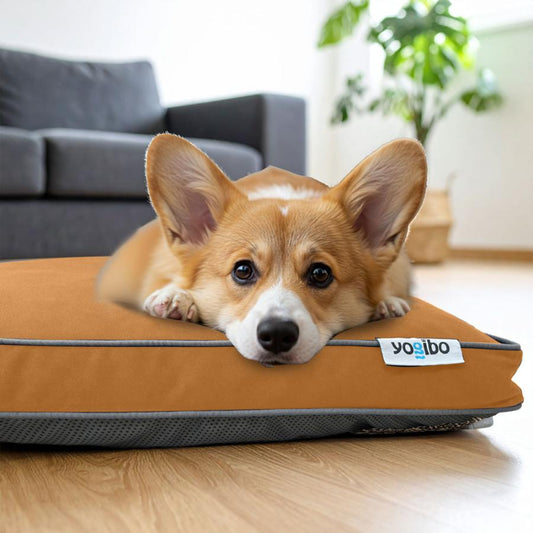 ペットベッドのおすすめとは？｜犬・猫が本当にくつろげる「居場所」の選び方