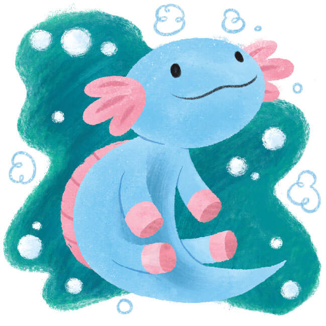 Axolotl
