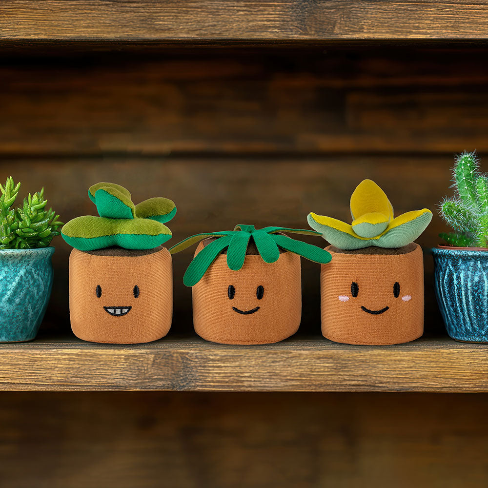 Squeezibo Plant
